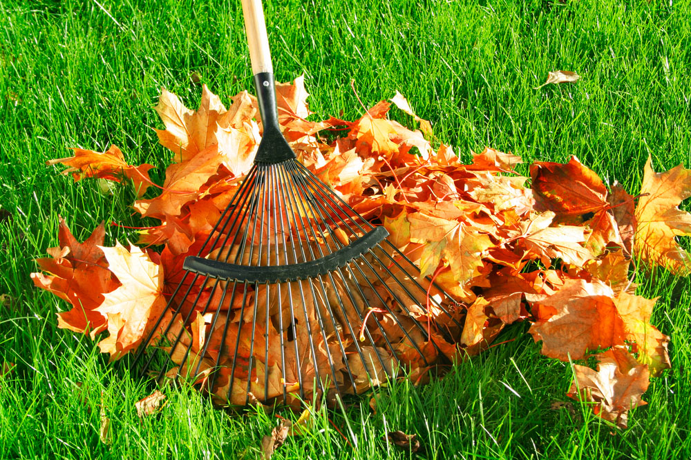 Leaf removal by rake.